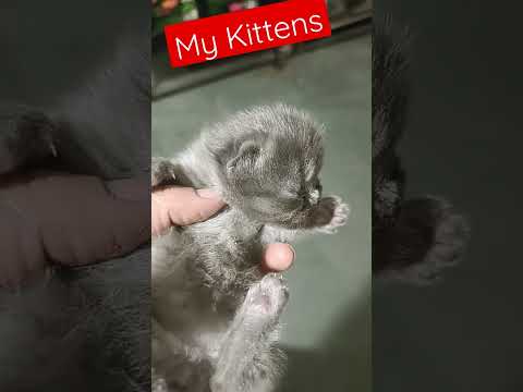 My Cat 🐈😺 | Pet Persian Cat |  #shorts #youtubeshorts #pets #cat #merikahani #persiancat #cats