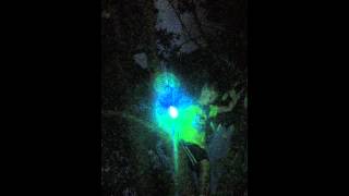 lazer fingers in tree
