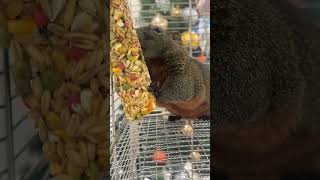 SQUIRREL EXPLORATION IN THE STORY #short #shorts #shortvideo #squirrel #squirrelstory