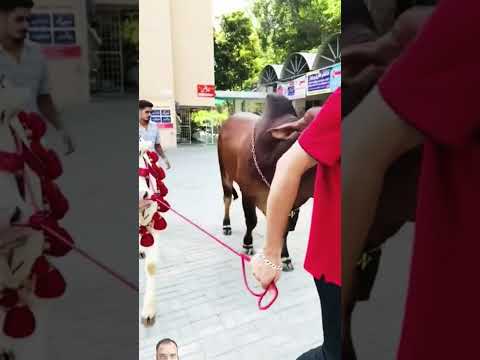 Ma Sha Allah 😍💯#heavybulls #bull #eidulazha #bakramandi #animals #viral #trending #new #viralvideo