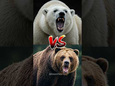 "Polar Bear vs Grizzly Bear — Who’s the real king of land predators?" #wildanimals #bears #shorts