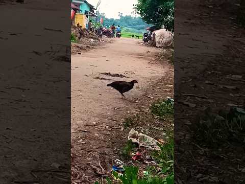 🐔🍗#viral #trending #funny #cinematic #shortsvideo