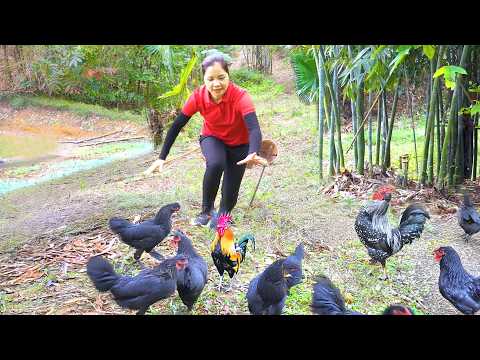 Harvesting Lots Of Chicken Forest In The Bamboo Bush Goes To Market Sell | Tieu Ca - Free Bushcraft