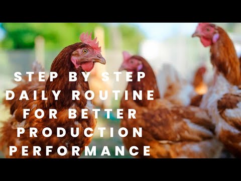 Daily chicken care routine || Caring for broilers #poultryfarming #poultry #broiler #routine