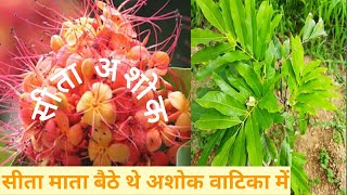 {सीता अशोक}क्या आप जानते है अशोक की इस प्रजाति को | पेड़ जो दूर करे शोक और दुःखों को | Kanta Biotech