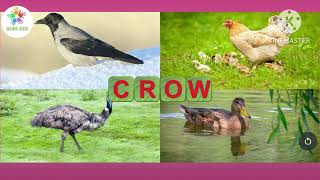 CHOOSE THE RIGHT PICTURE ANIMALS -3|Primary school English | Fun with English |Primary English words