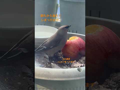 ドアップ❗️キレンジャク #birds #野鳥 #日本の野鳥