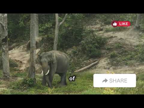 The Most Endangered Animals in 2024 | Avery Bliss