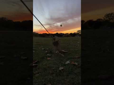 First tee time or sunset golf??  #golf #golfgame