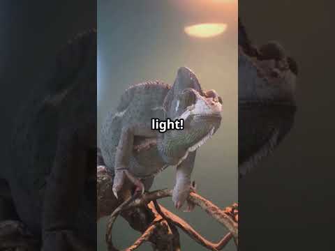 5 Mind-Blowing Facts About Chameleons! 🦎✨