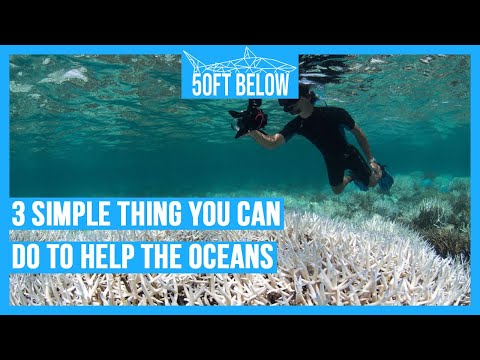 Help Save Our Ocean | 3 Things You Can Do As a Scuba Diver!
