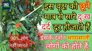 इस पेड़ को छूने मात्र से दुःख दर्द हो जाते हैं दूर🌿। भाग्यशाली लोगों को ही होते हैं इस के दर्शन.....