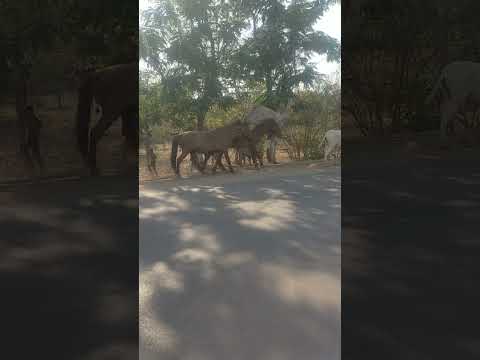 Horse riding #Tu Mujhe Kabool..💚  #youtubeshorts #viral #viralshorts #animals #horse