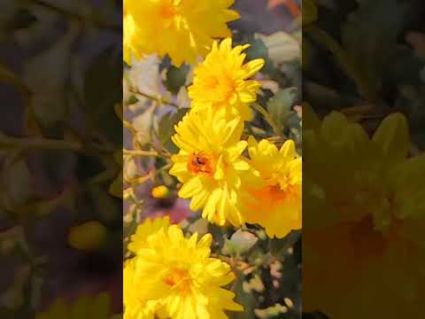 मधुमखी कैसे शहद इकठ्ठा करती हैं।🤔#gaamilifestyle #scopin #haryanvivideos #viralshort #millonviews