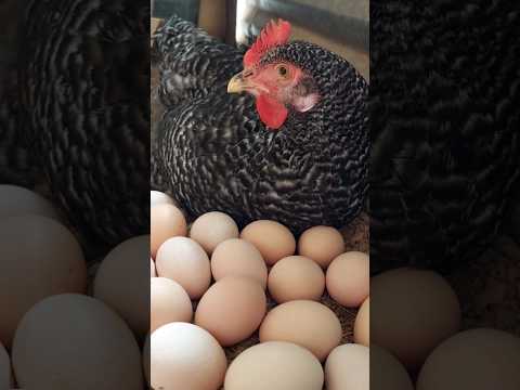 Eggs-traordinary eggs! #chicken #chickenfarming #buhayprobinsya #egglayers #youtubeshorts