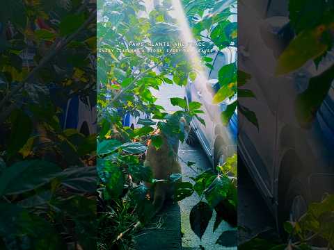 'Paws, Plants & Peace'