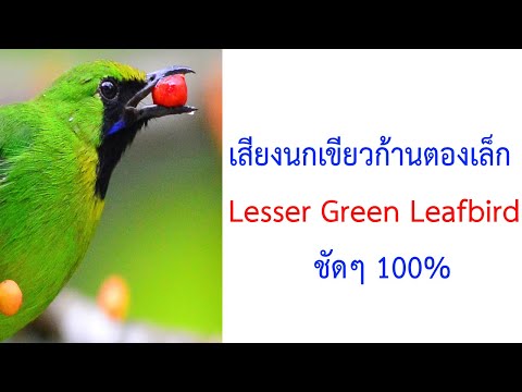 เสียงนกเขียวก้านตองเขียวเล็ก Lesser Green Leafbird 2021