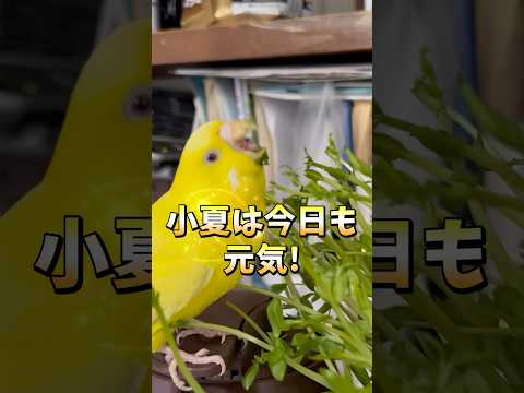 良い食べっぷり🌱