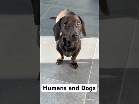Humans and dog walks #academia #student #dog #student #amwriting #fyp #success #viral #viralvideo