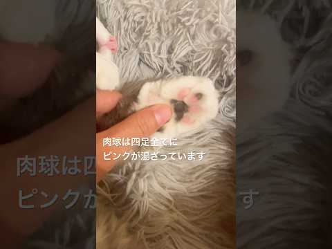 リコちゃんの模様#母猫#ノルウェージャンフォレストキャット #肉球