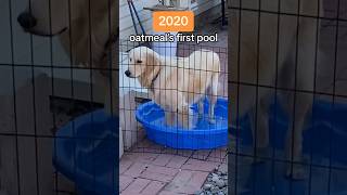 oatmeal has had quite the pool glow up #SwimmingDog #Summer2024 #SummerVibes #Shorts