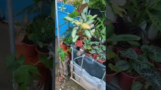 AG7☘️ Aquaticgoldfish