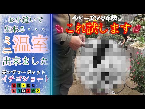 冬越しはコレを試します【花の冬越し】ミニ温室お小遣いで簡単に出来る温室出来ました【ボンザマーガレット】色々な冬越しの方法【冬越しガーデニング】園芸・花の苗・植え方・育て方
