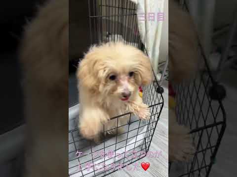 我が家に来て三日目　やんちゃな♀「きなこ」