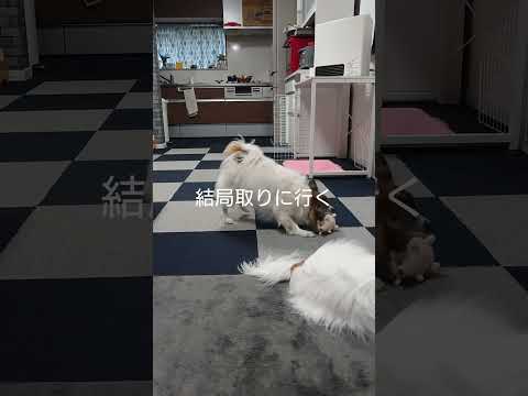 絶対にわざとやってるよね！ #犬のイタズラ #犬のいる生活 #パピヨン犬