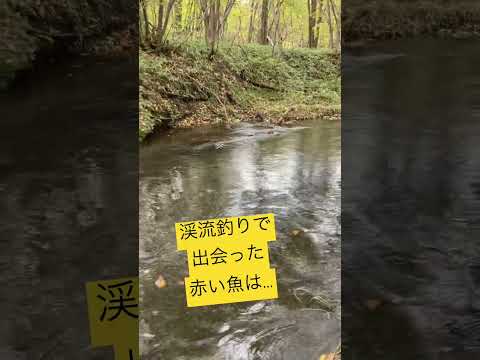 小さな川の赤い大きなヤツの正体は？！