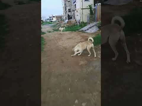 #doglover #practice #for #fieldingpractice #funny 🤣
