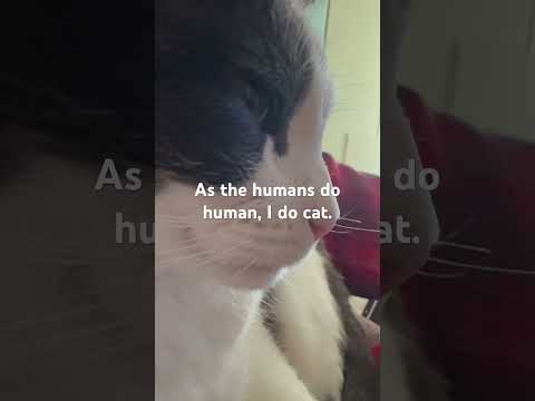 I am cat. Hello.