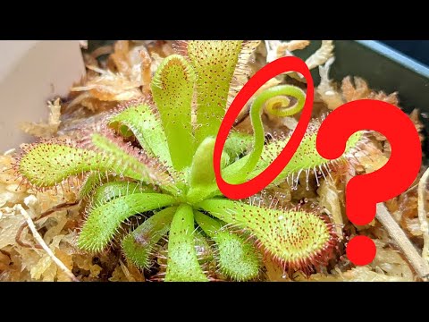 What to Do When Your Sundew Flowers 🌸 (plus key facts on Drosera seed propagation)
