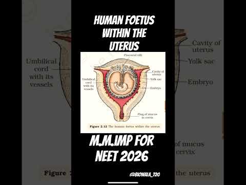 Human foetus with in Uterus #biology #ncert #humanbiology #neet #shorts #trending #humanreproduction