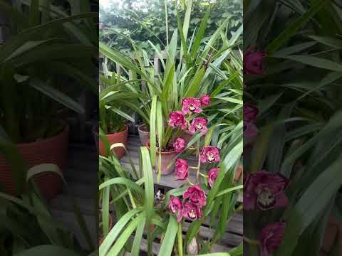 Orchids.Sherman library & gardens#Newport Beach#orchids#shorts