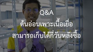 Q&Aต้นอ่อนเพาะเนื้อเยื่อเก็บได้กี่วันหลังซื้อ