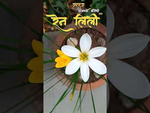 ♥️ RAIN LILY 🌱🌼 #shortfeed#youtubeshorts#shortvideo#lily#rainlilyflower#mood#monsoon#india#youtube