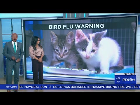 2 NYC cats die after bird flu infections