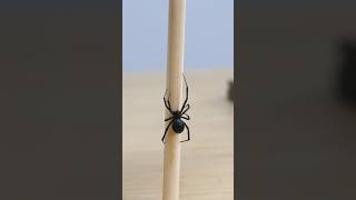 Testing if black widow silk is really stronger than steel