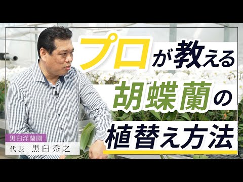 【胡蝶蘭】プロが教える！胡蝶蘭の植替え方法！