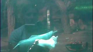 Orinoco river dolphin Behaviour - exploratory behaviour