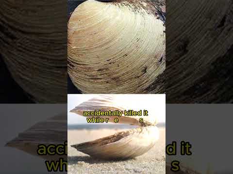 The Oldest Animal In The World | Ming The Clam | Strange facts you never knew #shorts