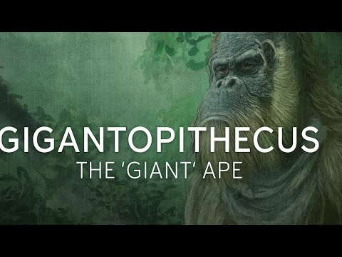 Gigantopithecus: The Largest Ape that Ever Existed | Prehistoric Humans Documentary
