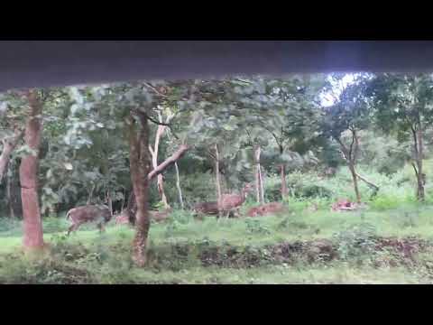 Bandhipur Forest # Deer Watching