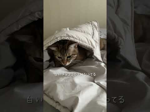ネコ・コロネ #猫 #ネコズ #猫のいる暮らし