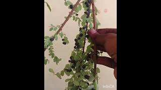 நரை முடி ஒரே இரவில் மாயமாய் மறையும்#herbaldye#dye#karumpooladye#shorts#shortsfeed#tips#hairpack#