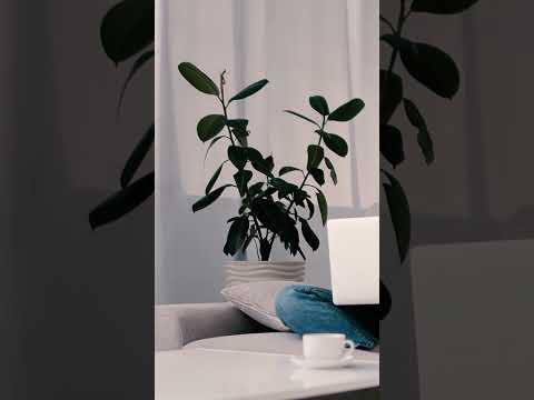 Rubber tree #houseplants #indoorplants