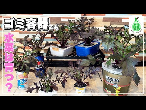[Can it grow on garbage?!] We tried growing mizuna in various containers! We also explain in deta...