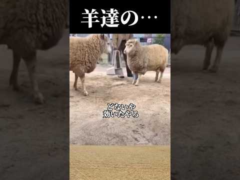 【ださいやつ！】#羊 #animal #comedy #shorts #friends