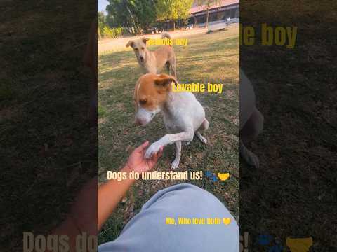 Do you think dogs understand human language? 🐾🤝. comments ur thoughts #dog #ytshorts #doglover